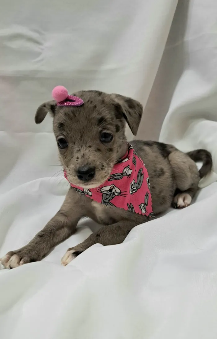 Cachorro raça SRD-ViraLata idade 2 a 6 meses nome Liza