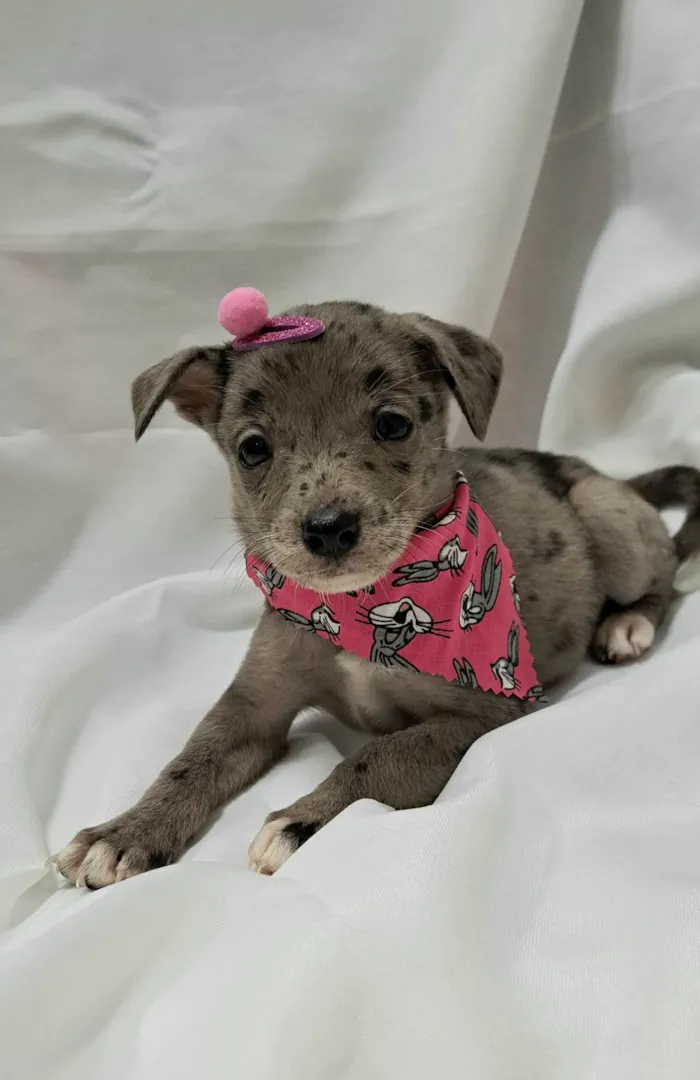 Cachorro raça SRD-ViraLata idade 2 a 6 meses nome Liza