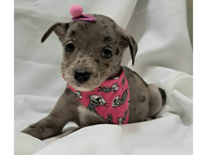 Cachorro raça SRD-ViraLata idade 2 a 6 meses nome Liza