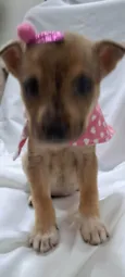Cachorro raça SRD-ViraLata idade 2 a 6 meses nome Liz