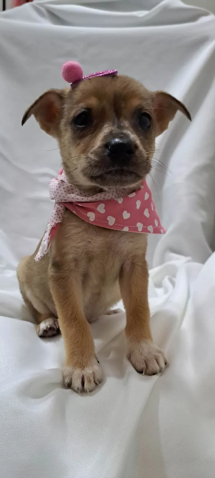 Cachorro raça SRD-ViraLata idade 2 a 6 meses nome Liz