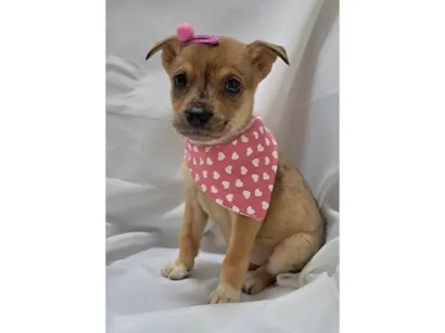 Cachorro raça SRD-ViraLata idade 2 a 6 meses nome Liz