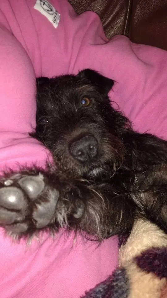 Cachorro ra a Fox Terrier idade 2 a 6 meses nome Luke