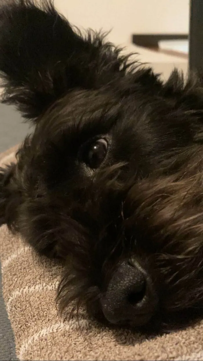 Cachorro ra a Fox Terrier idade 2 a 6 meses nome Luke