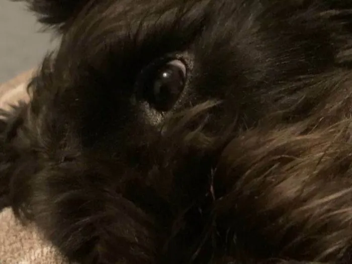 Cachorro ra a Fox Terrier idade 2 a 6 meses nome Luke