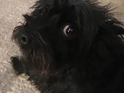 Cachorro raça Fox Terrier idade 2 a 6 meses nome Luke