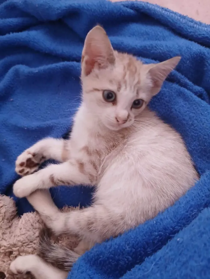 Gato ra a SRD-ViraLata idade Abaixo de 2 meses nome Não tem nome