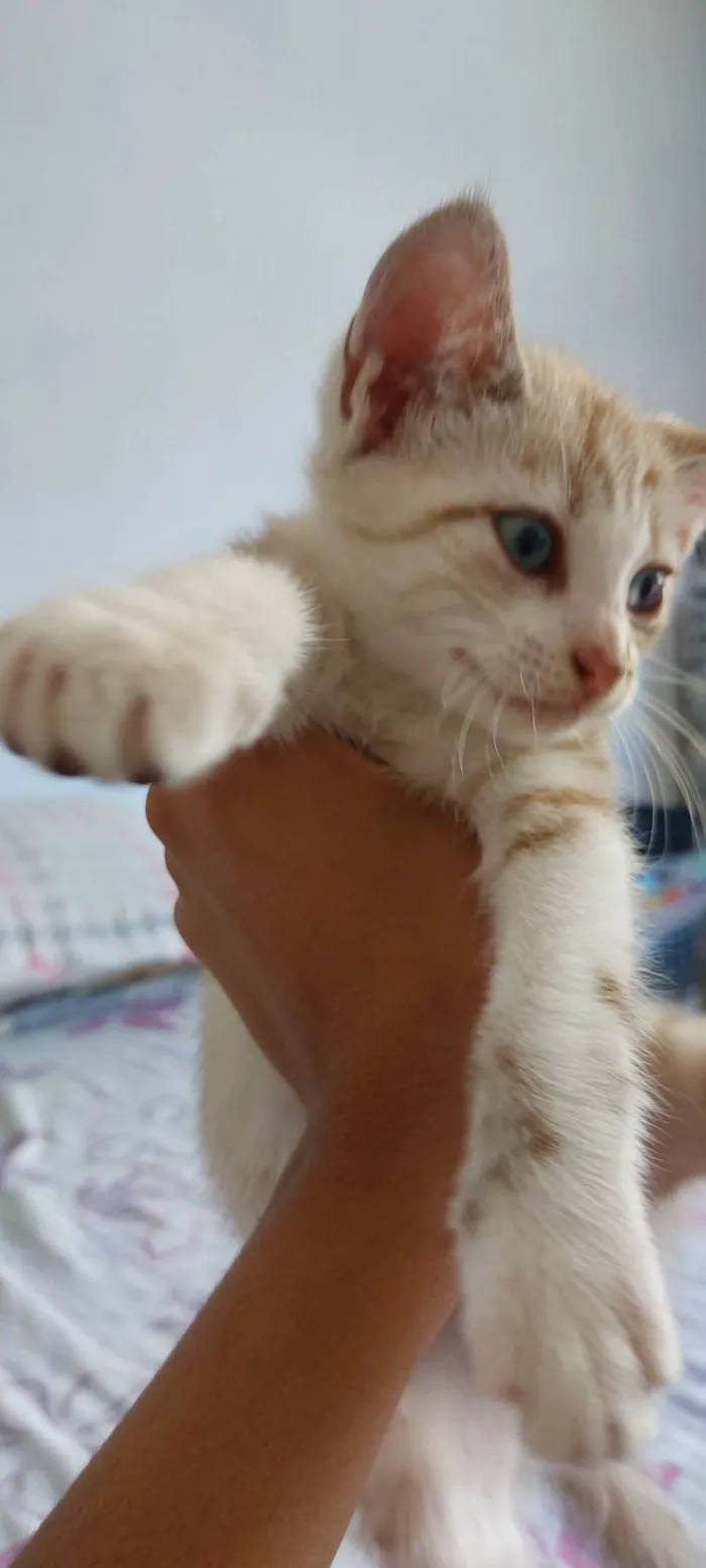 Gato ra a SRD-ViraLata idade Abaixo de 2 meses nome Não tem nome