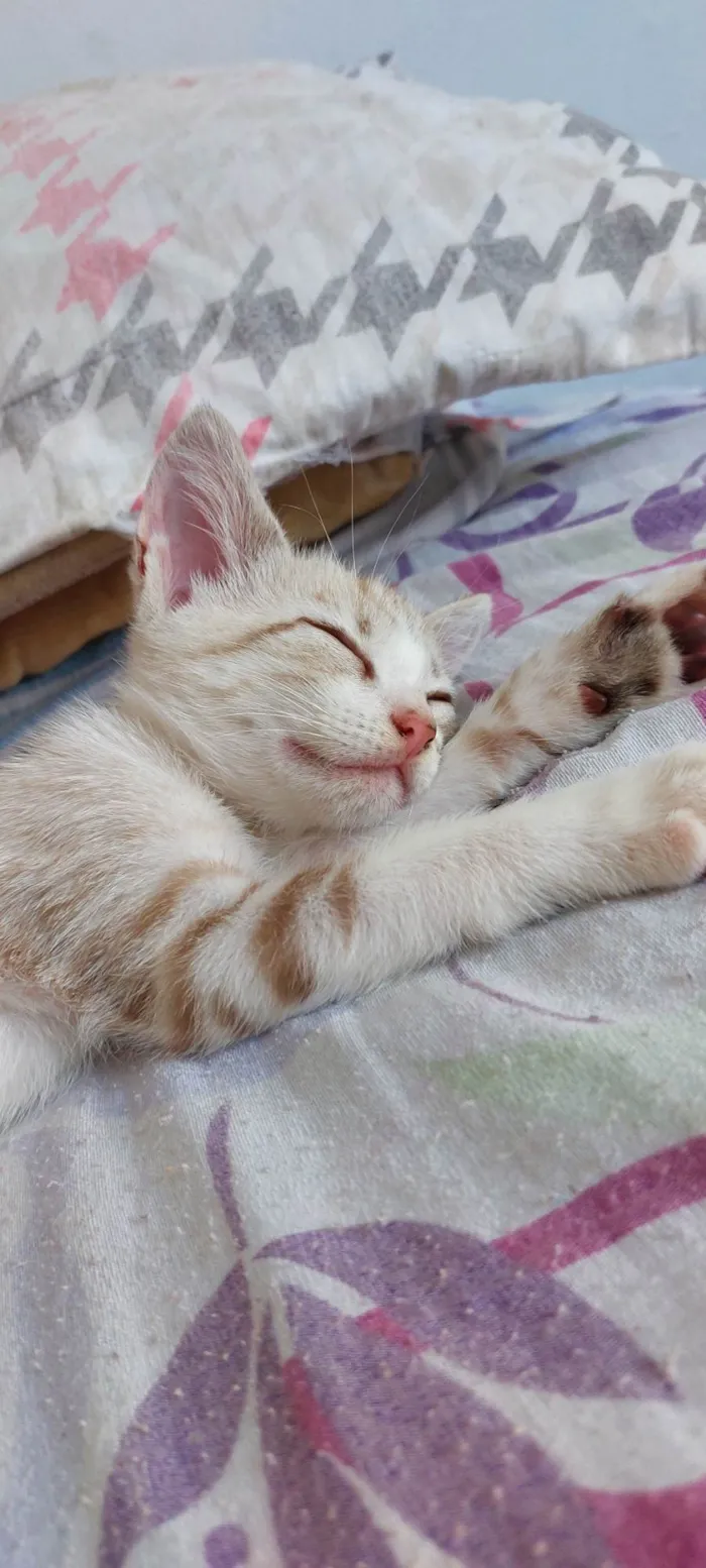 Gato ra a SRD-ViraLata idade Abaixo de 2 meses nome Não tem nome