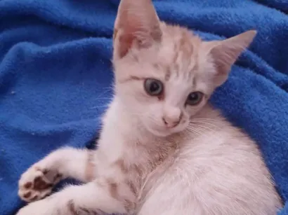 Gato raça SRD-ViraLata idade Abaixo de 2 meses nome Não tem nome