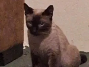 Gato raça Siamês idade 2 anos nome Mia