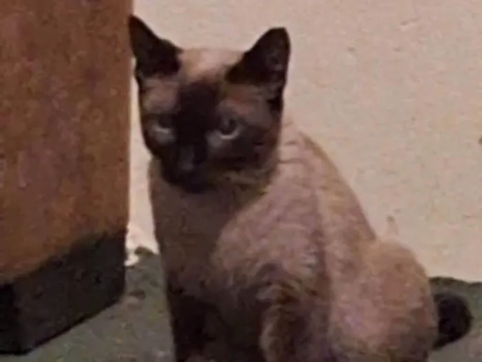 Gato raça Siamês idade 2 anos nome Mia