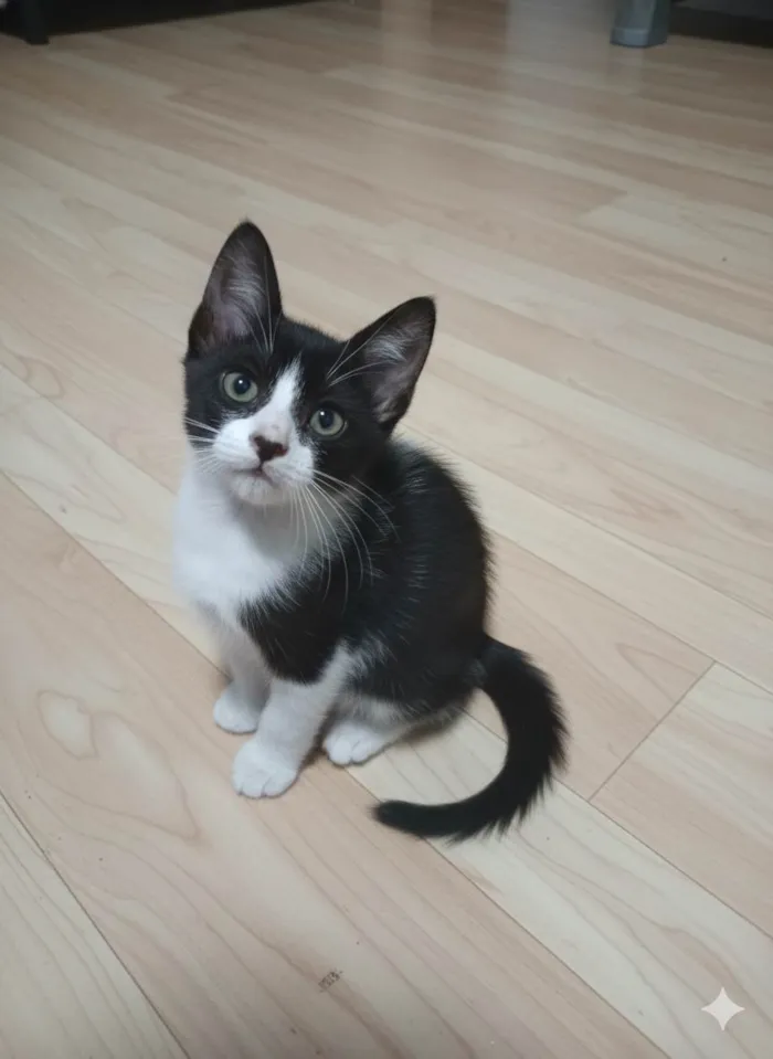 Gato ra a SRD-ViraLata idade Abaixo de 2 meses nome ... 