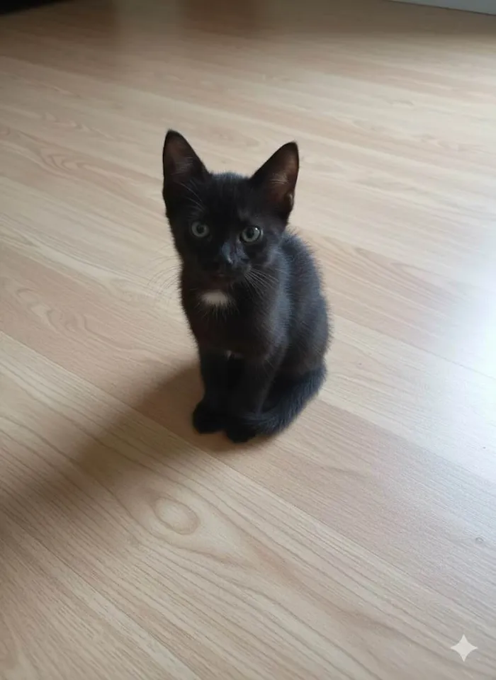 Gato ra a SRD-ViraLata idade Abaixo de 2 meses nome ... 