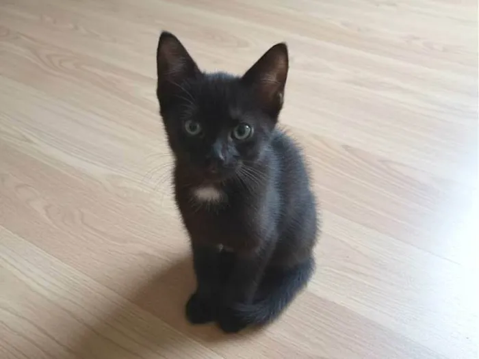 Gato ra a SRD-ViraLata idade Abaixo de 2 meses nome ... 