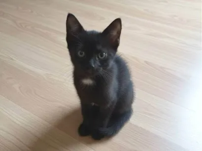 Gato raça SRD-ViraLata idade Abaixo de 2 meses nome ...