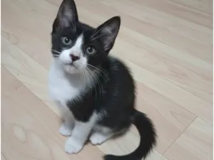 Gato raça SRD-ViraLata idade Abaixo de 2 meses nome ... 