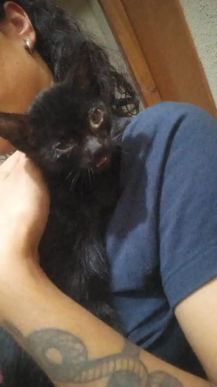 Gato ra a SRD-ViraLata idade 2 a 6 meses nome Sem nome