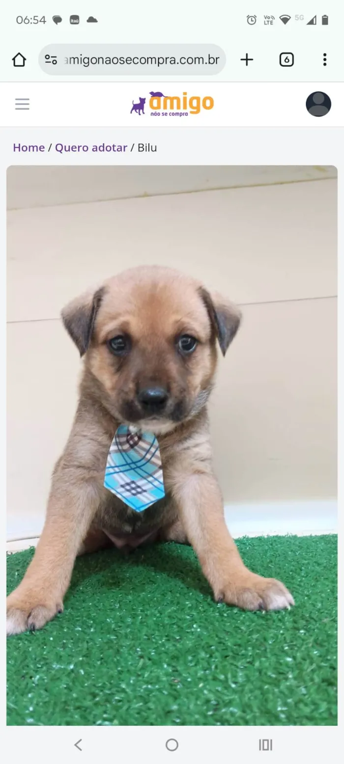 Cachorro ra a SRD-ViraLata idade Abaixo de 2 meses nome Bilu