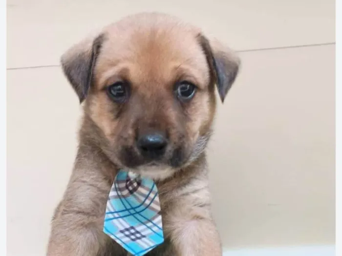 Cachorro ra a SRD-ViraLata idade Abaixo de 2 meses nome Bilu