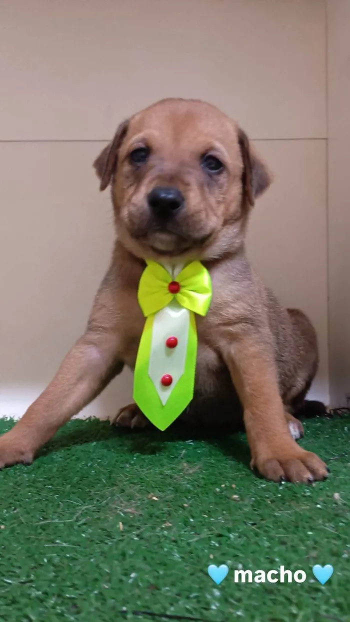 Cachorro ra a SRD-ViraLata idade Abaixo de 2 meses nome Bili