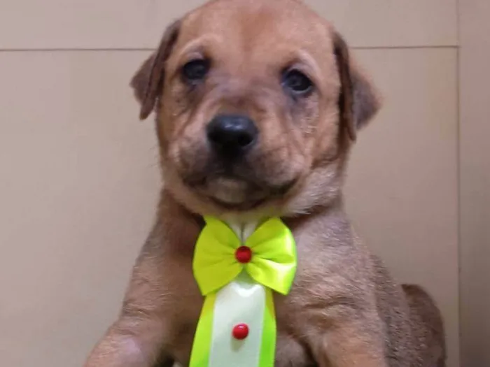 Cachorro ra a SRD-ViraLata idade Abaixo de 2 meses nome Bili