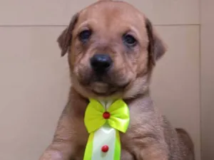 Cachorro raça SRD-ViraLata idade Abaixo de 2 meses nome Bili