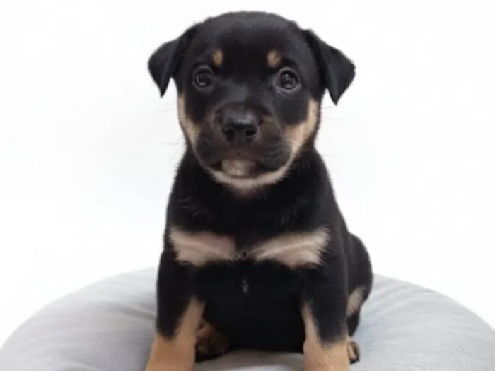 Cachorro ra a SRD-ViraLata idade Abaixo de 2 meses nome Nina