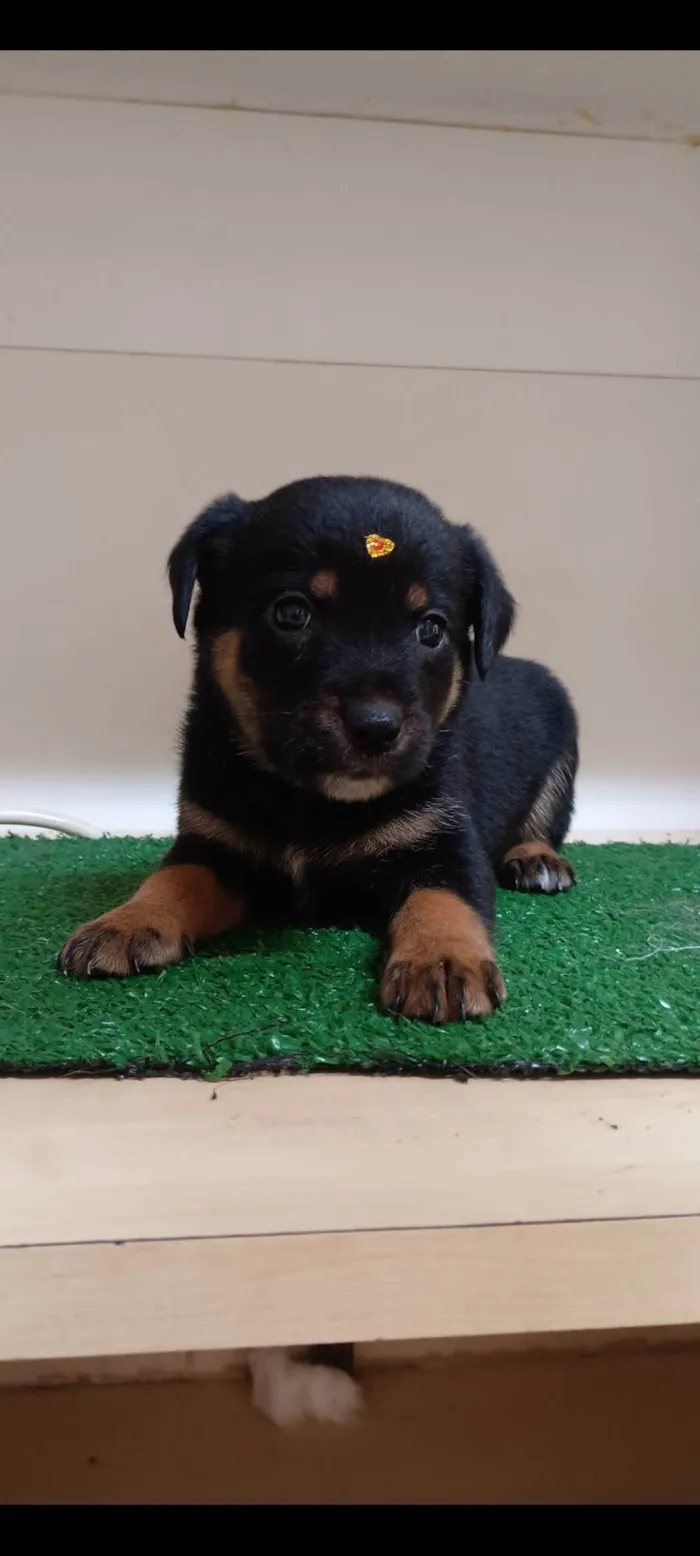 Cachorro ra a SRD-ViraLata idade Abaixo de 2 meses nome Tici