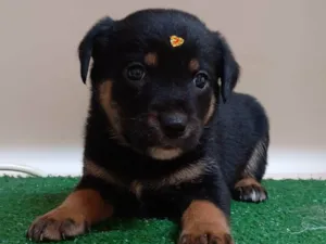 Cachorro raça SRD-ViraLata idade Abaixo de 2 meses nome Tici