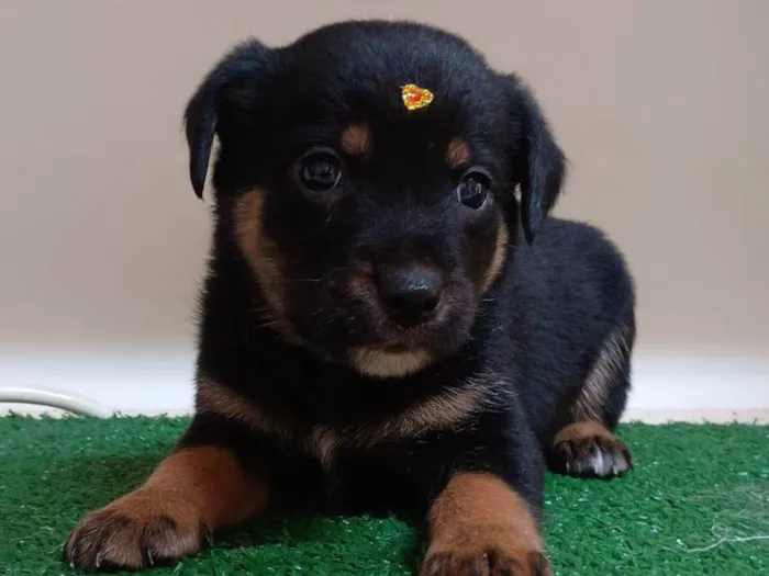 Cachorro ra a SRD-ViraLata idade Abaixo de 2 meses nome Tici