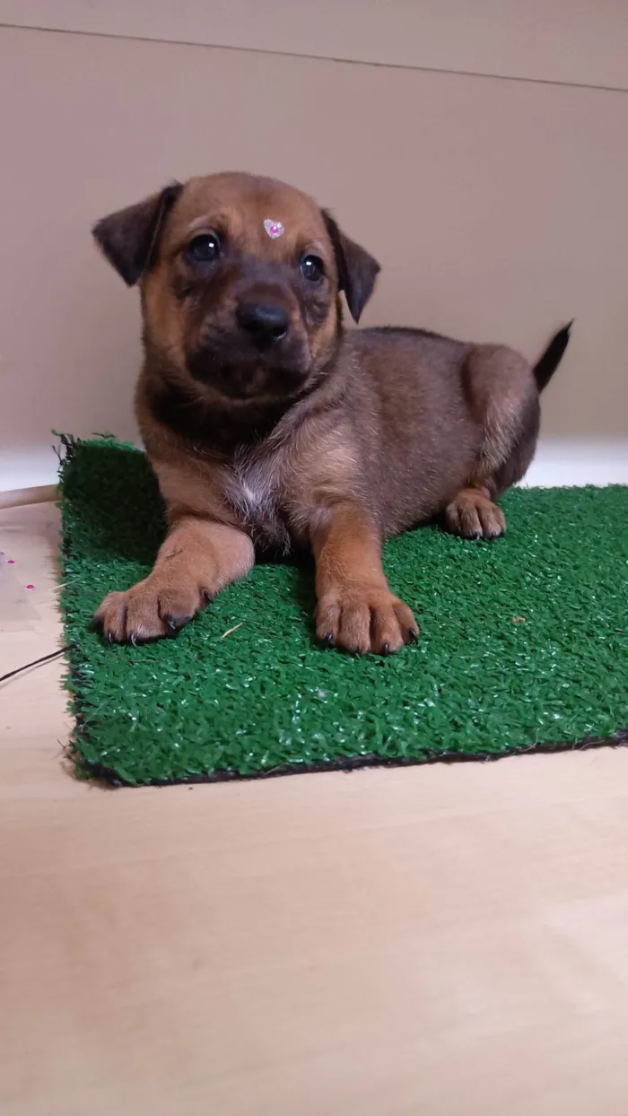 Cachorro ra a SRD-ViraLata idade Abaixo de 2 meses nome Mila