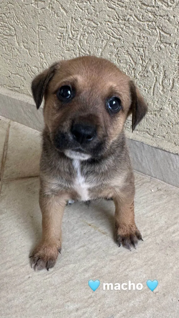 Cachorro ra a SRD-ViraLata idade Abaixo de 2 meses nome Mila