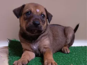 Cachorro raça SRD-ViraLata idade Abaixo de 2 meses nome Mila
