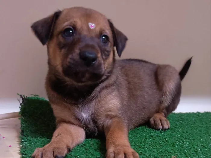 Cachorro ra a SRD-ViraLata idade Abaixo de 2 meses nome Mila