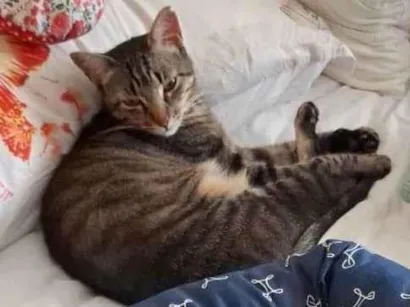 Cachorro raça SRD-ViraLata idade 2 anos nome Gato