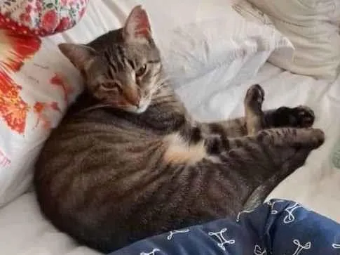 Cachorro ra a SRD-ViraLata idade 2 anos nome Gato