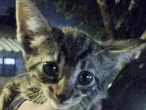 Gato raça SRD-ViraLata idade Abaixo de 2 meses nome sem nome ainda