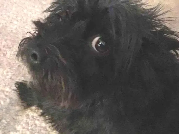 Cachorro ra a Fox Terrier idade 2 a 6 meses nome Luke