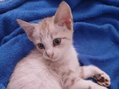 Gato raça SRD-ViraLata idade Abaixo de 2 meses nome Não tem nome