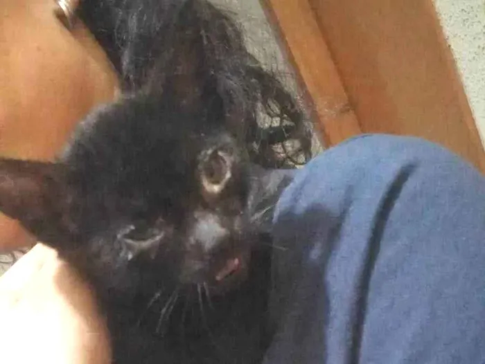 Gato ra a SRD-ViraLata idade 2 a 6 meses nome Sem nome