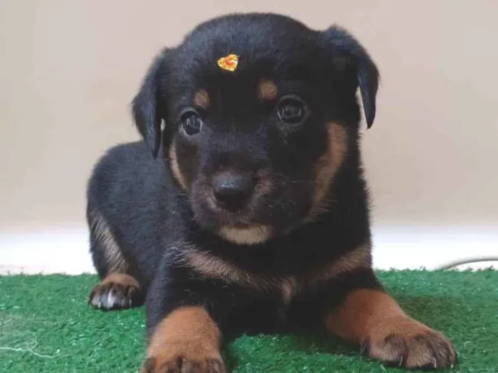 Cachorro ra a SRD-ViraLata idade Abaixo de 2 meses nome Tici