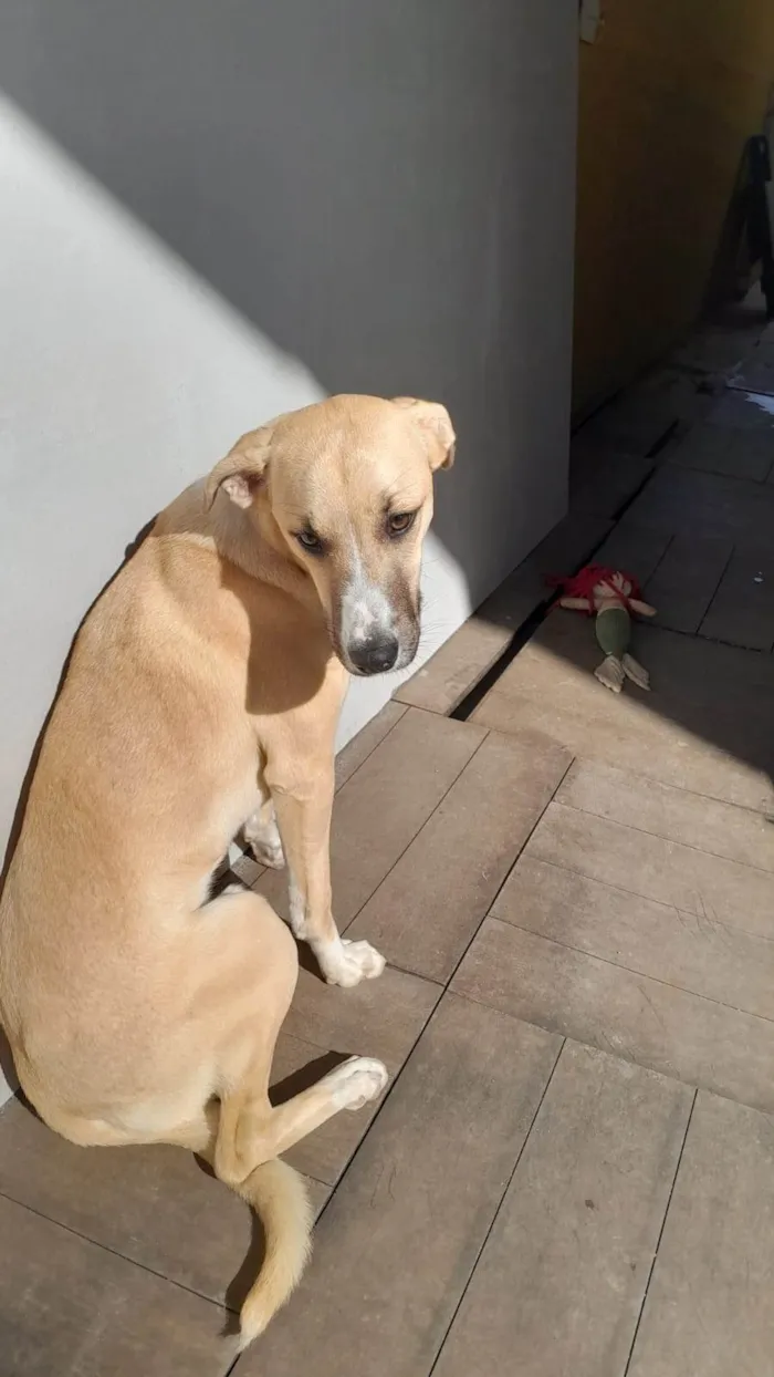 Cachorro ra a SRD-ViraLata idade 7 a 11 meses nome Tob