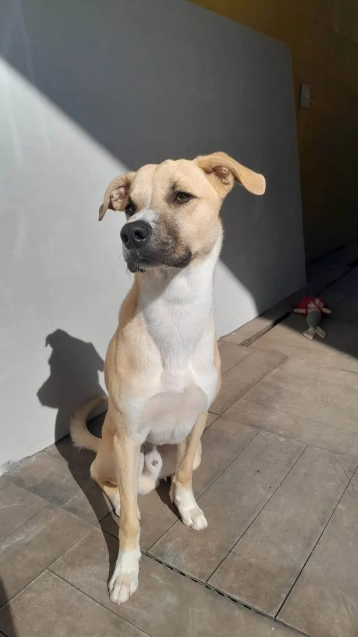 Cachorro ra a SRD-ViraLata idade 7 a 11 meses nome Tob