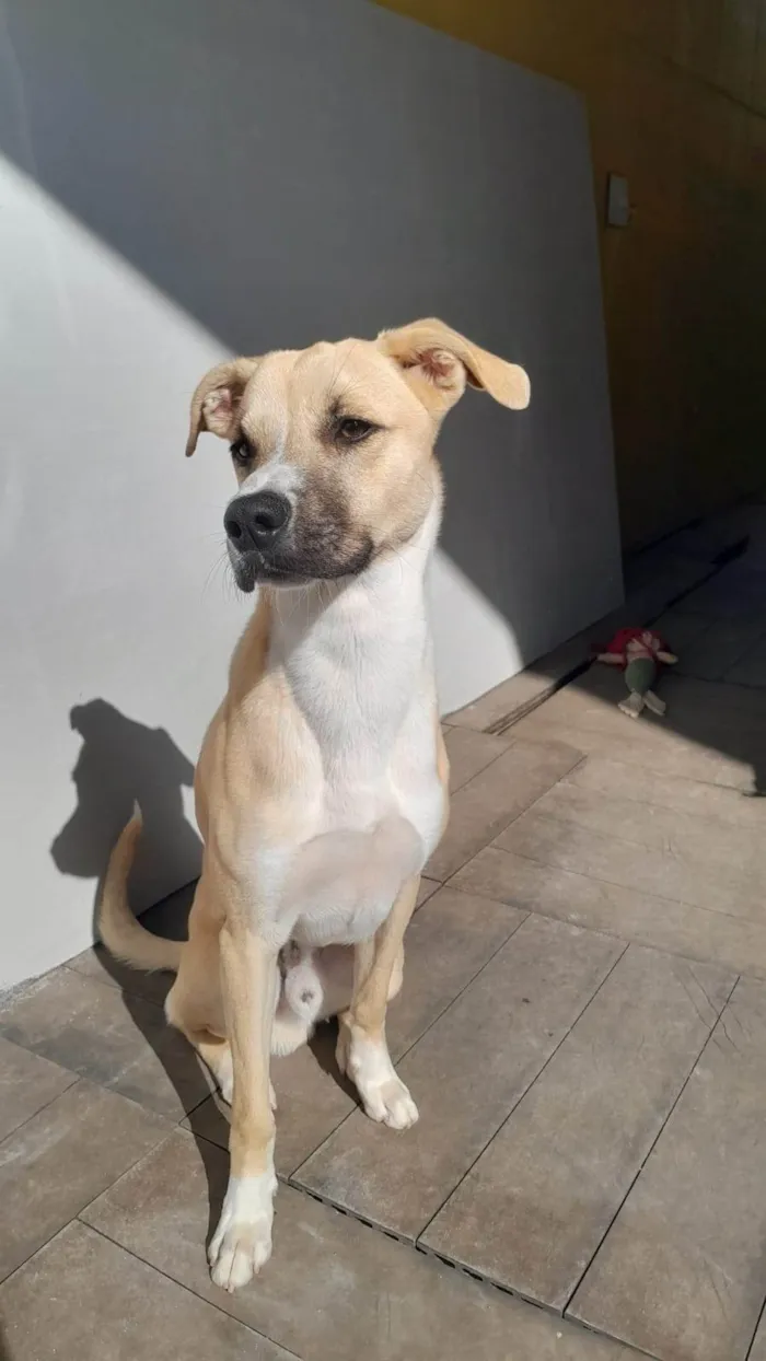 Cachorro ra a SRD-ViraLata idade 7 a 11 meses nome Tob