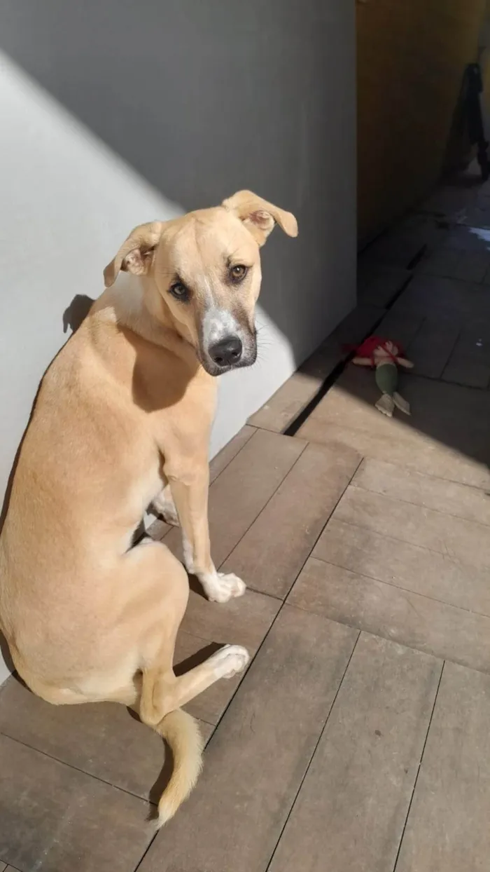 Cachorro ra a SRD-ViraLata idade 7 a 11 meses nome Tob