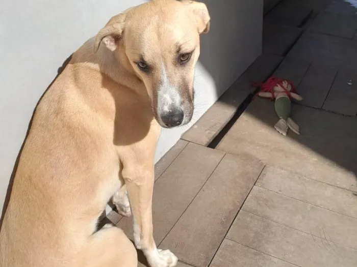 Cachorro ra a SRD-ViraLata idade 7 a 11 meses nome Tob