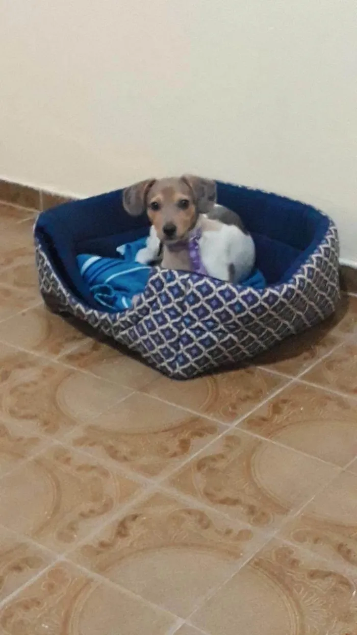 Cachorro ra a SRD-ViraLata idade 2 a 6 meses nome Freya