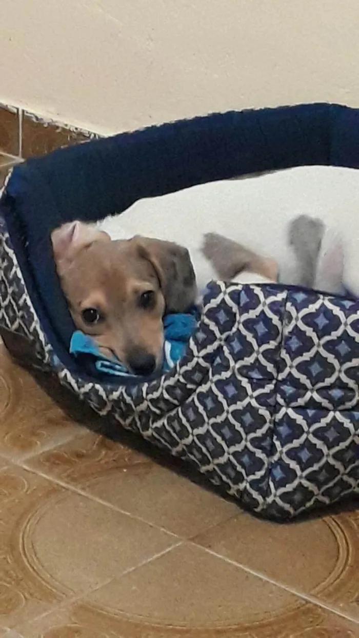 Cachorro ra a SRD-ViraLata idade 2 a 6 meses nome Freya