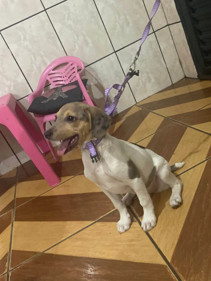Cachorro ra a SRD-ViraLata idade 2 a 6 meses nome Freya
